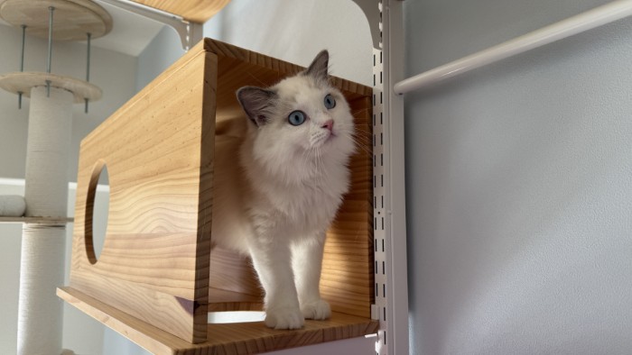 キャットウォーク